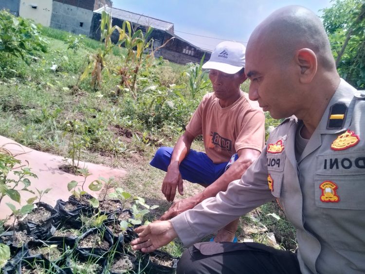 Polisi Cinta Petani Aipda Doni Iriano Kunjungi Lahan Sayuran Dukung Swasembada Pangan Nasional