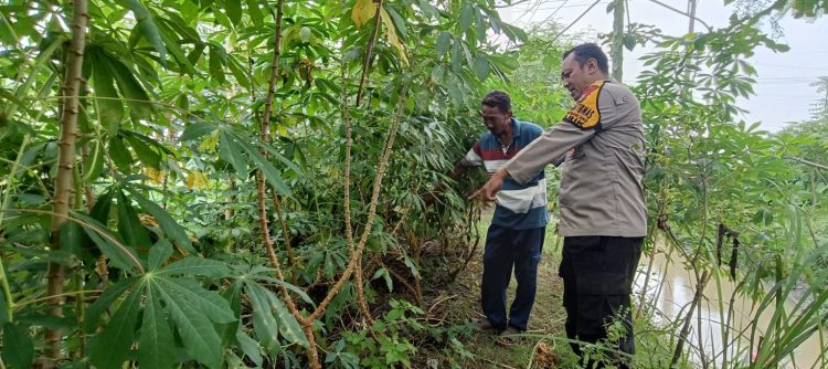 Singkong Bukan Sekedar Ubi:Bhabinkamtibmas Polsek Tarik Dorong Kemandirian Pangan Desa