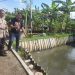 Wujudkan Ketahanan Nasional,Bhabinkamtibmas Tebel Tinjau Lahan Ikan Nila Dukung Swasembada Pangan