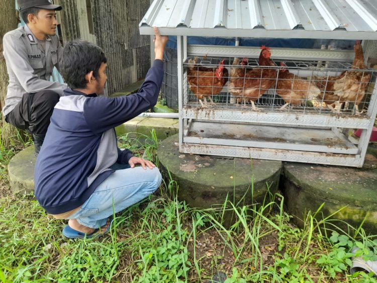 Dukug Program Ketahanan Nasional,Bhabinkamtibmas Kelurahan Kalijaten Bripka Ronggo Kunjungi Peternakan Ayam Binaan