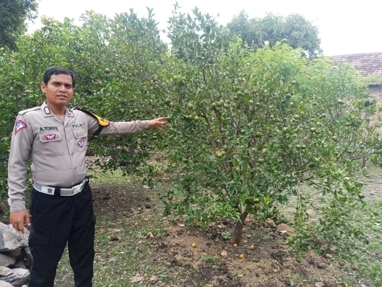 Dukung Ketahanan Nasional,Bhabinkamtibmas Desa Gemurung Kunjungi Perkebunan Jeruk