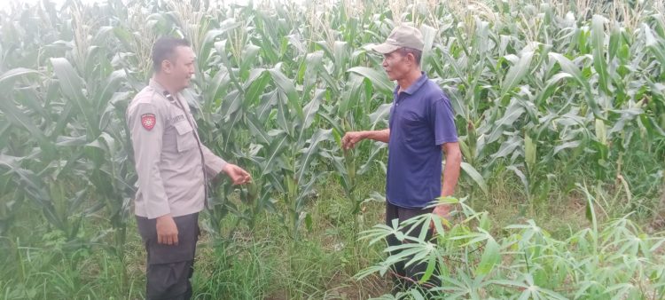 Dukung Ketahanan Pangan,Bhabinkamtibmas Polsek Tarik Turun ke Sawah Bersama Petani Jagung