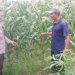 Dukung Ketahanan Pangan,Bhabinkamtibmas Polsek Tarik Turun ke Sawah Bersama Petani Jagung