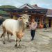 Perayaan Iduladha 2025, Polres Maros Bakal Kurban 9 Ekor Sapi