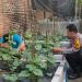 Bhabinkamtibmas Desa Buduran Dukung Swasembada Pangan Warga Lewat Budidaya Sayur di Pekarangan Rumah