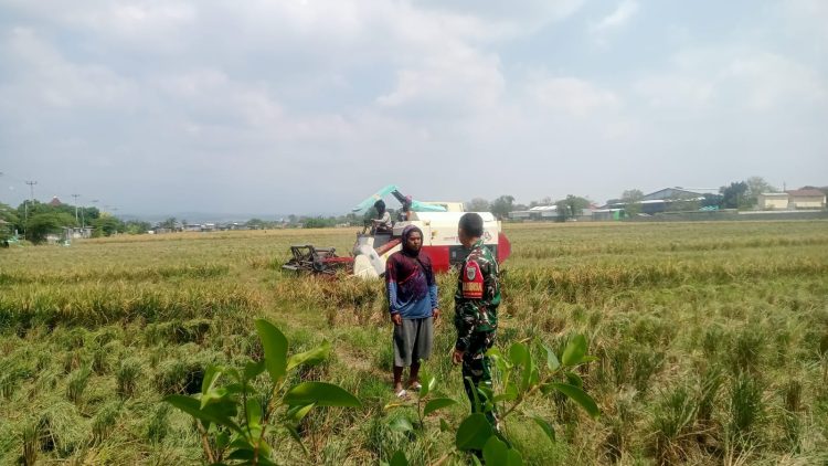 Dukung Swasembada Pangan Nasional Babinsa Dampingi Panen Padi di Kalijaga