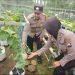 Dukung Ketahanan Nasional, Bhabinkamtibmas Bangah Cek Lahan P2B Buah Melon Wujudkan Swasembada Pangan