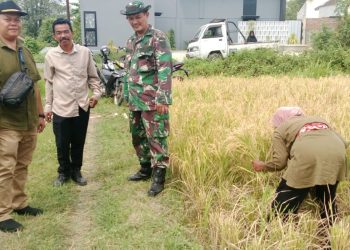 Babinsa Argasunya Ikutin Panen Raya Bersama Poktan Kedung Mendeng