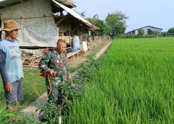 Dukung Swasembada Pangan Nasional Babinsa Larangan Laksanakan Penyemprotan Padi