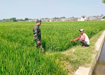 Sukseskan Swasembada Pangan Nasional Babinsa Pegambiran Dampingi Poktan Sirandu Jaya Rawat Tanaman Padi
